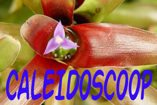 CALEIDOSCOOP