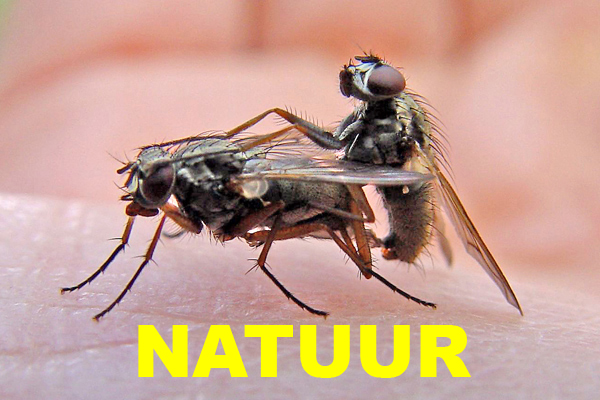 NATUUR